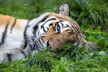 Tiger (Panthera tigris) in grass close up