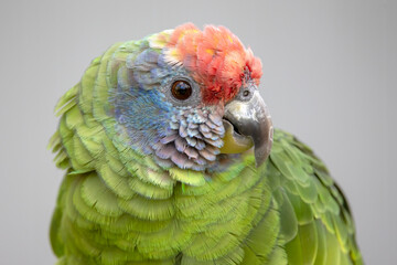 a closeup shot of a Red-tailed Amazon (Amazona brasiliensis)