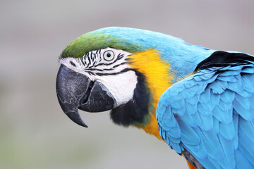 Blue-and-yellow macaw (Ara ararauna) parrot close up portrait