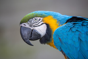 Blue-and-yellow macaw (Ara ararauna) parrot close up portrait