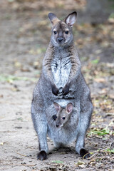 Red-necked wallaby (Macropus rufogriseus) in pouch close up