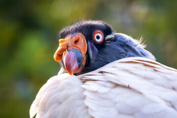 Portrait of a king vulture (Sarcoramphus papa)