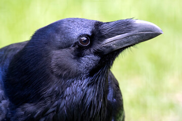 Fototapeta premium Common raven (Corvus corax) close up image