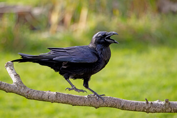 black raven (Corvus corax) on branch in forest