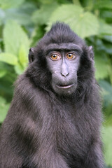 Crested Macaque (Macaca nigra) close up image
