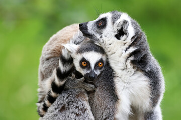 Ring-Tailed lemurs (Lemur catta) close up image