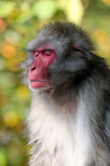Close up portrait of japanese macaque (Macaca fuscata)