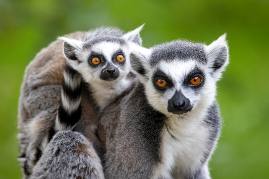 Ring-Tailed lemurs (Lemur catta) close up image