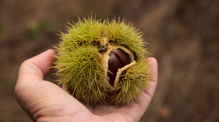 Flora of Gran Canaria - fruit of Castanea sativa, the sweet chestnut, introduced species