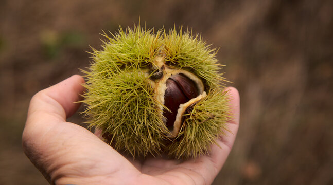 Flora of Gran Canaria - fruit of Castanea sativa, the sweet chestnut, introduced species
