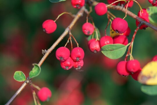 Berries of a showy cotoneaster, Cotoneaster multiflorus