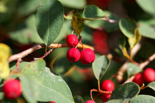 Berries of a showy cotoneaster, Cotoneaster multiflorus