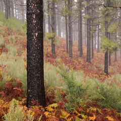 
Flora of Gran Canaria -  Pinus canariensis, fire-resistant Canary pine, 
able to recuperate after...