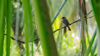Saint Lucia peewee perched on the branch of a tree, rear view