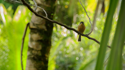 Saint Lucia peewee perched on the branch of a tree, front view