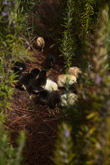 Newly hatched chicken hiding in a rosemary bush. Cruz de Tejeda on Gran Canaria has a small population 
of free-range chicken
