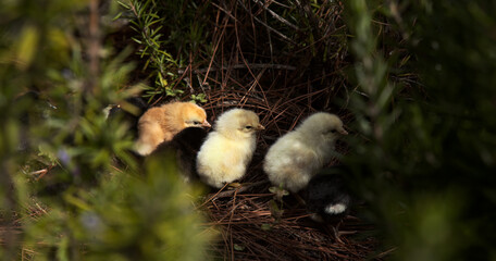 Newly hatched chicken hiding in a rosemary bush. Cruz de Tejeda on Gran Canaria has a small population 
of free-range chicken
