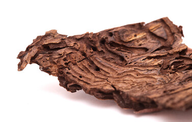 bark of Pinus canariensis, fire-resistant Canary pine, 
damaged in wildfire and consequently by Bark beetles 