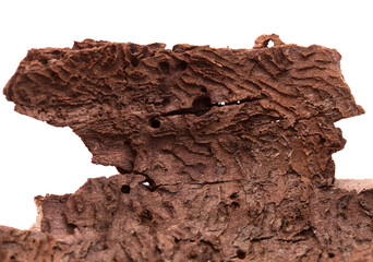 bark of Pinus canariensis, fire-resistant Canary pine, 
damaged in wildfire and consequently by Bark beetles 