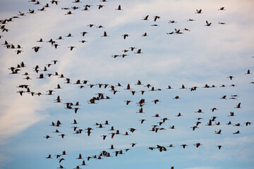 Migration of common cranes (Grus) from wintering. Birds flying in blue sky on spring day..
