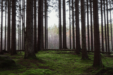 Beautiful pine forest in Sweden with a layer of green moss covering the forest floor, some sunlight shining in through the branches.