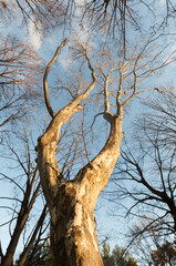 tree in winter