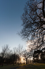 Fototapeta na wymiar sunset in the park