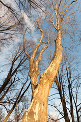 trees in winter