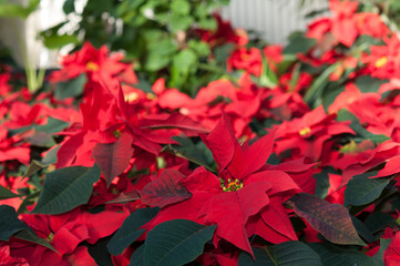 poinsettia (Euphorbia pulcherrima)