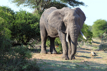 Afrikanischer Elefant / African elephant / Loxodonta africana