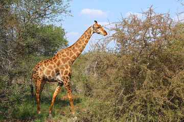 Giraffe / Giraffe / Giraffa camelopardalis