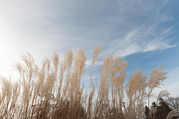 dried grass and sky in winter