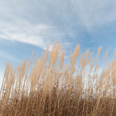 Obraz premium dried grass and sky in winter