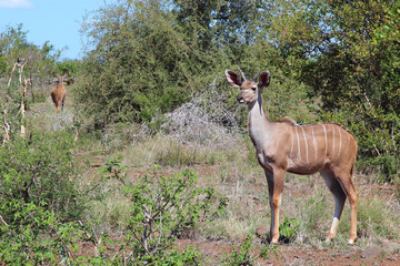 Fototapeta premium Großer Kudu / Greater kudu / Tragelaphus strepsiceros.....
