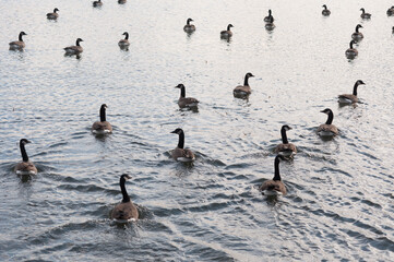 canada geese on the water