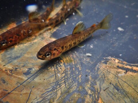 The brown trout Salmo trutta European species of salmonid fish widely introduced into suitable environments globally includes purely freshwater populations referred to as riverine ecotype