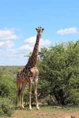 Giraffe / Giraffe / Giraffa camelopardalis