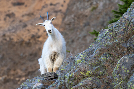 Oregon mountain goat standing on rocky sidehill