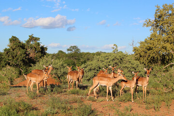 Schwarzfersenantilope / Impala / Aepyceros melampus