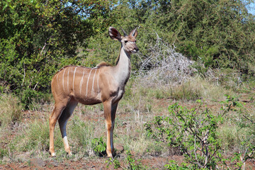 Großer Kudu / Greater kudu / Tragelaphus strepsiceros.....