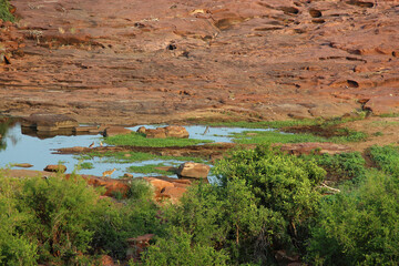 Afrikanischer Busch - Krügerpark - Red Rocks mit Klippspringer/ African Bush - Kruger Park - Red...