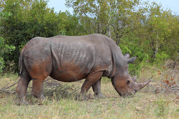 Fototapeta premium Breitmaulnashorn / Square-lipped rhinoceros / Ceratotherium simum