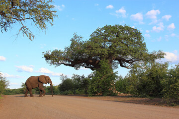 Affenbrotbaum und Elefant / Baobab and Elephant / Adansonia digitata et Loxodonta africana