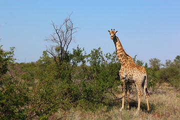 Giraffe / Giraffe / Giraffa camelopardalis