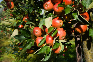 Closeup of delicious ripe red apples on an apple tree in orchard
