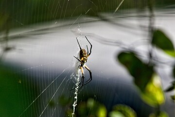 spider on the web