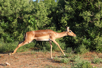 Schwarzfersenantilope / Impala / Aepyceros melampus.