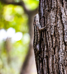 lizard on a tree