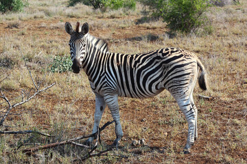 Steppenzebra / Burchell's zebra / Equus burchellii