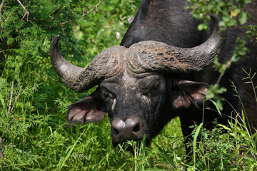 Kaffernbüffel / African buffalo / Syncerus caffer